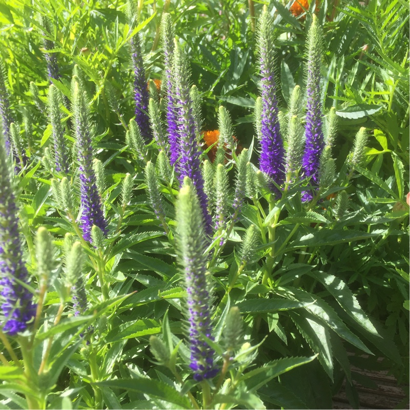 Veronica spicata 'Glory' syn. Veronica spicata 'Royal Candles'