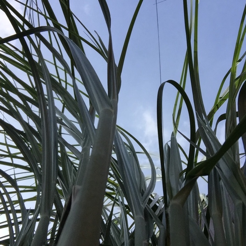 Plant image Cortaderia selloana