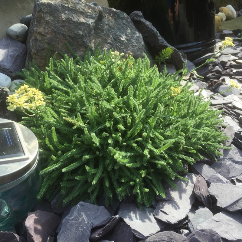 Plant image Achillea filipendulina