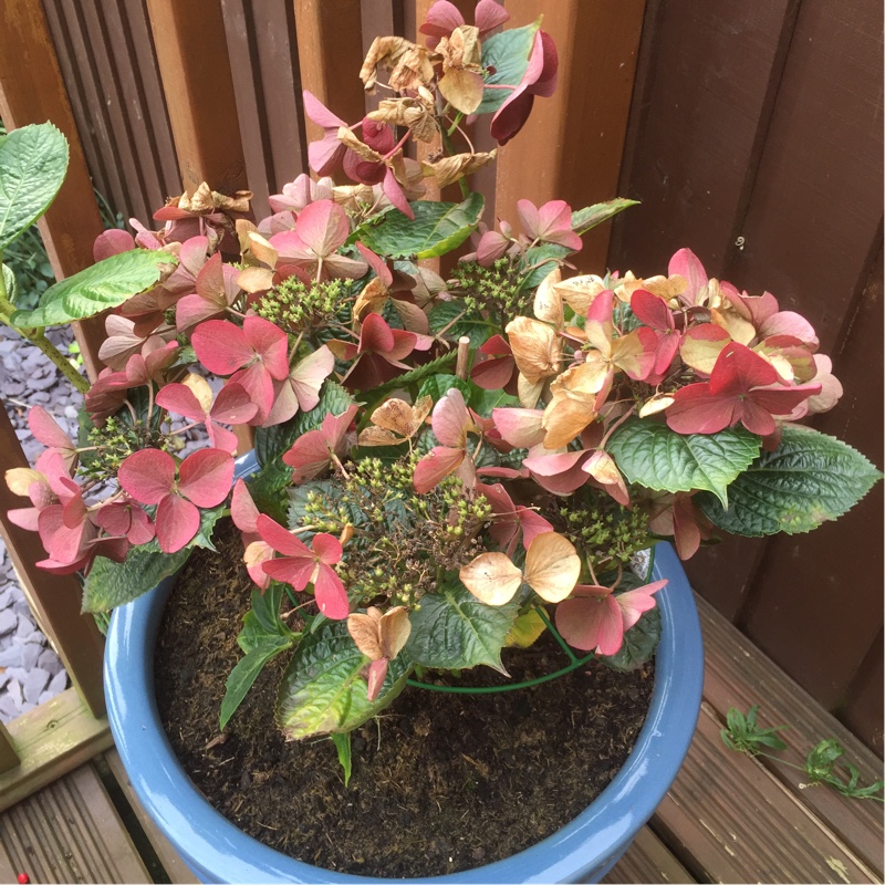 Hydrangea macrophylla 'Normalis'