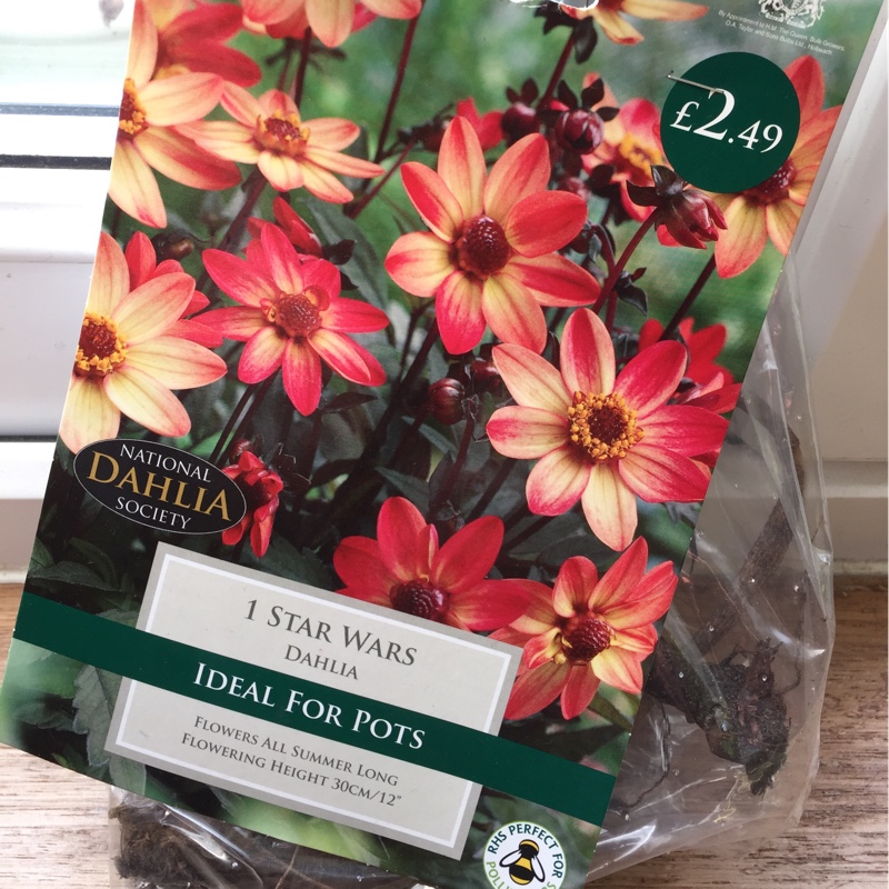 Dahlia (Bedding Varieties)