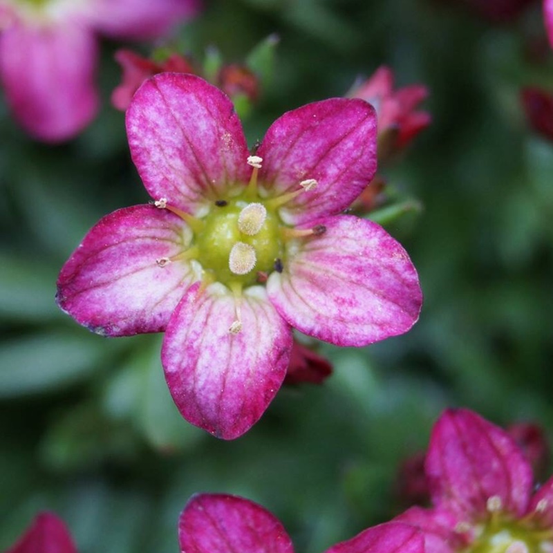 Plant image Saxifraga x arendsii 'Mossy White'