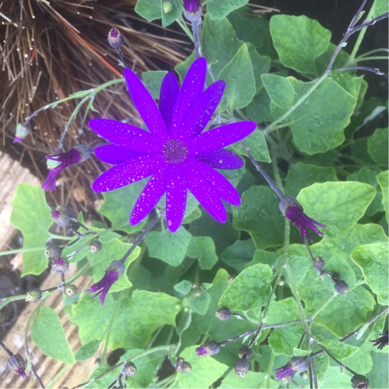 Pericallis x hybrida 'Sunseneribuba' (Senetti Series) syn. Pericallis 'Senetti Blue Bicolor'