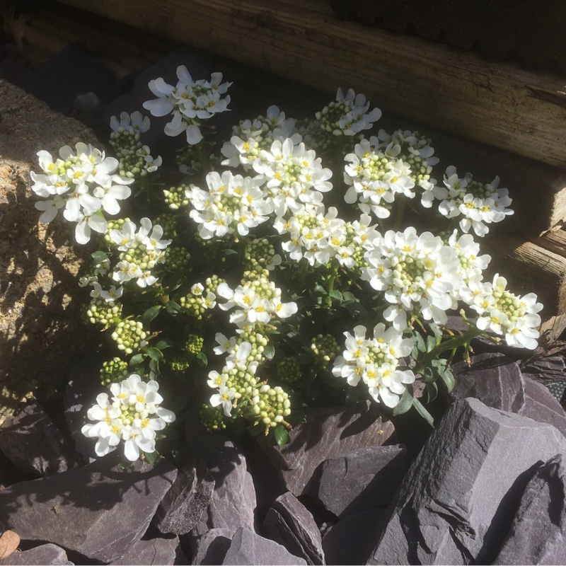 Plant image Iberis sempervirens 'Masterpiece'