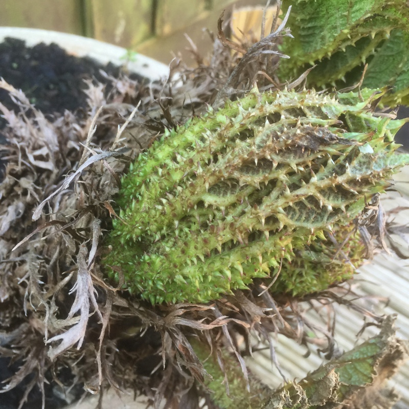 Gunnera manicata