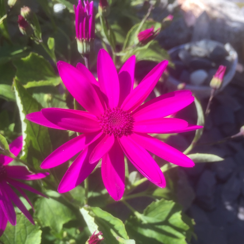 Plant image Pericallis x hybrida 'Sunseneribuba' (Senetti Series) syn. Pericallis 'Senetti Blue Bicolor'