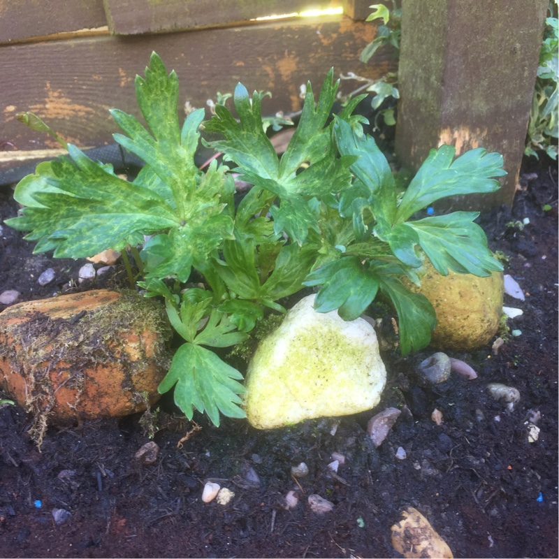 Plant image Aconitum x cammarum 'Bicolor'