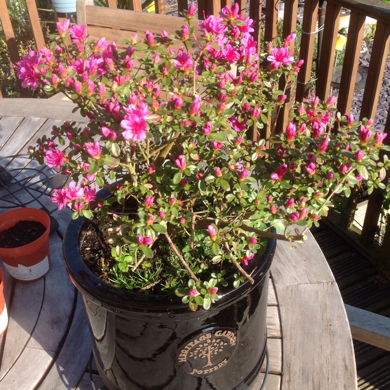 Rhododendron  (Azalea Varieties)