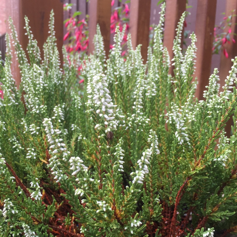 Plant image Calluna vulgaris 'Peter Sparkes'