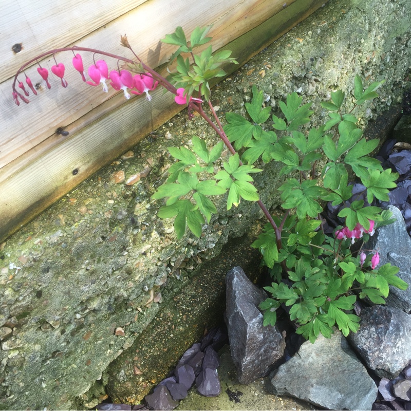 Lamprocapnos spectabilis  syn. Dicentra spectabilis