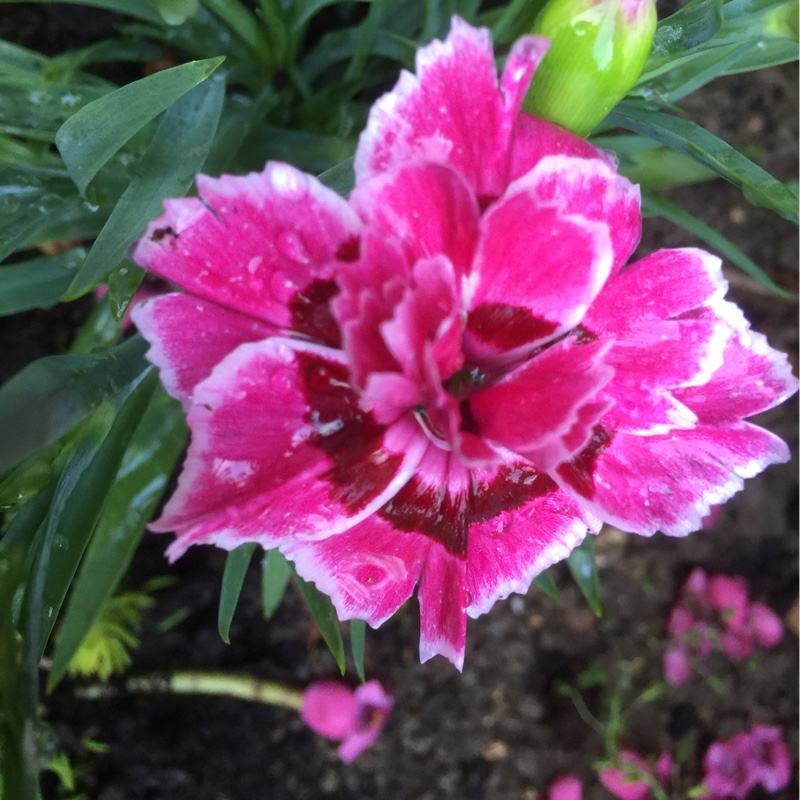 Plant image Dianthus 'Slap n Tickle'