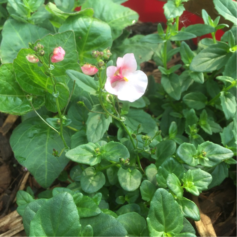 Plant image Diascia 'Juliet Red'