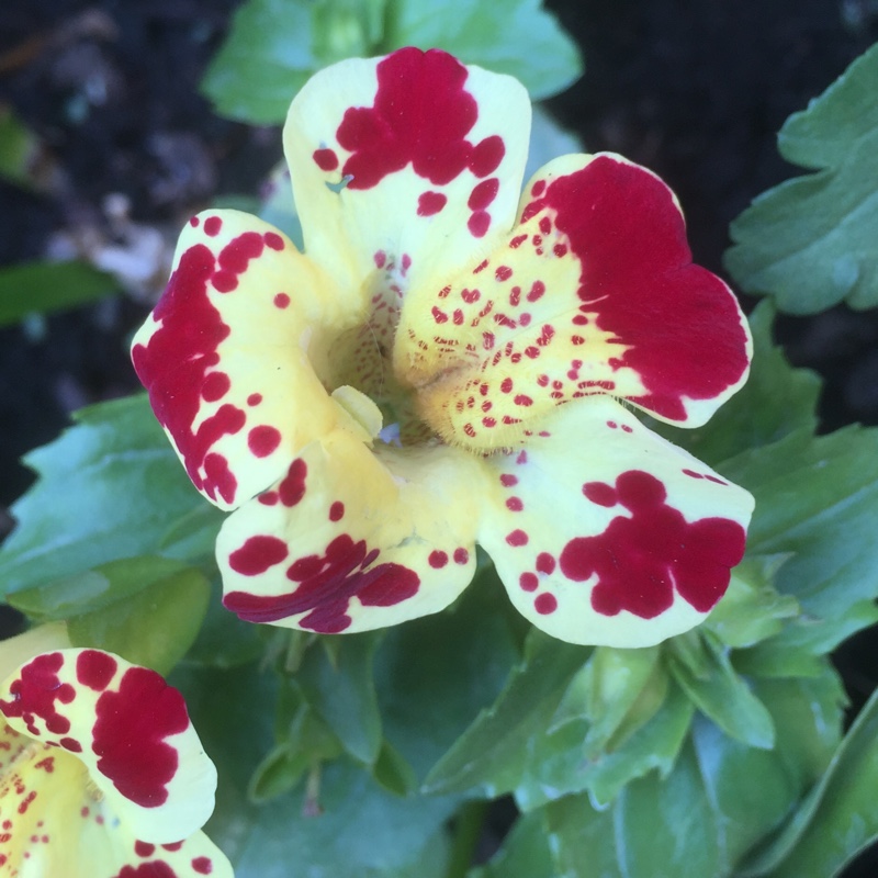 Mimulus luteus