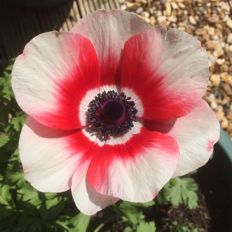 Anemone coronaria De Caen (Mix)