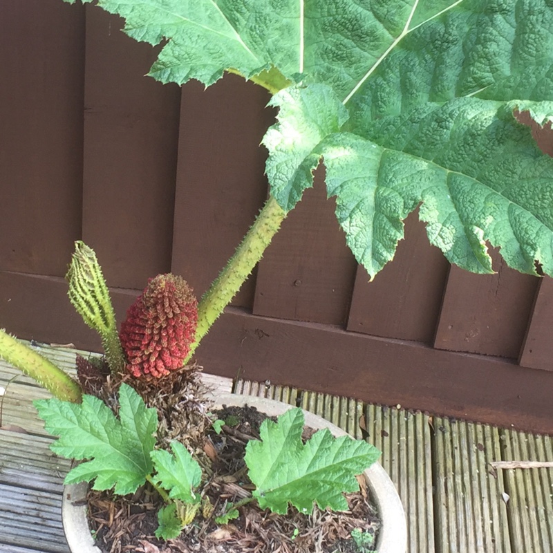 Gunnera manicata