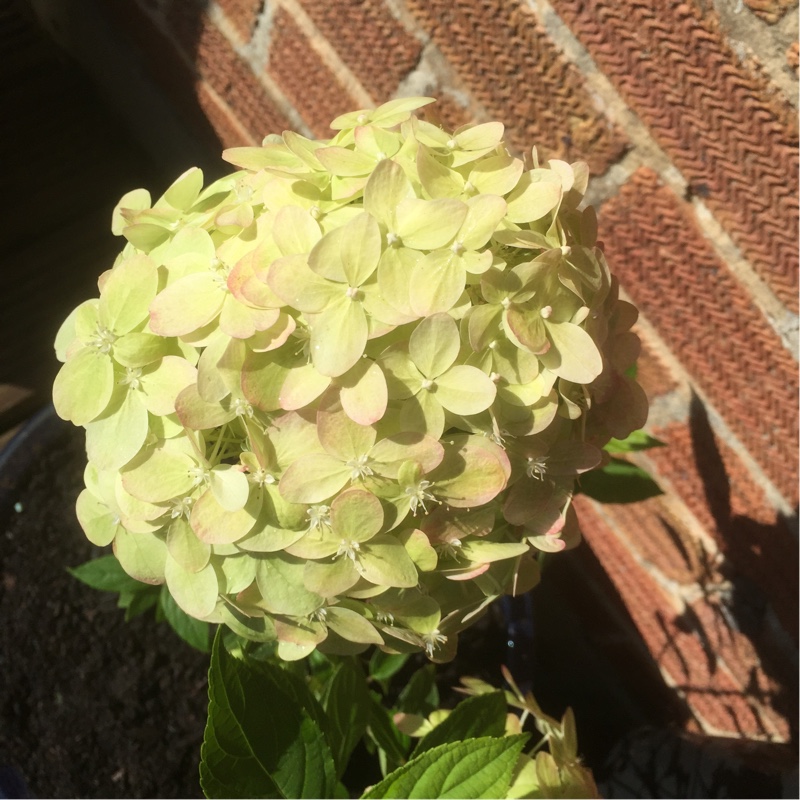 Plant image Hydrangea paniculata 'Jane' syn. Hydrangea paniculata 'Little Lime'