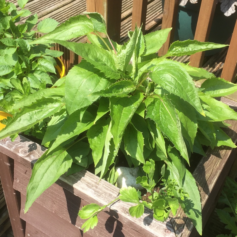 Plant image Echinacea purpurea 'Razzmatazz'