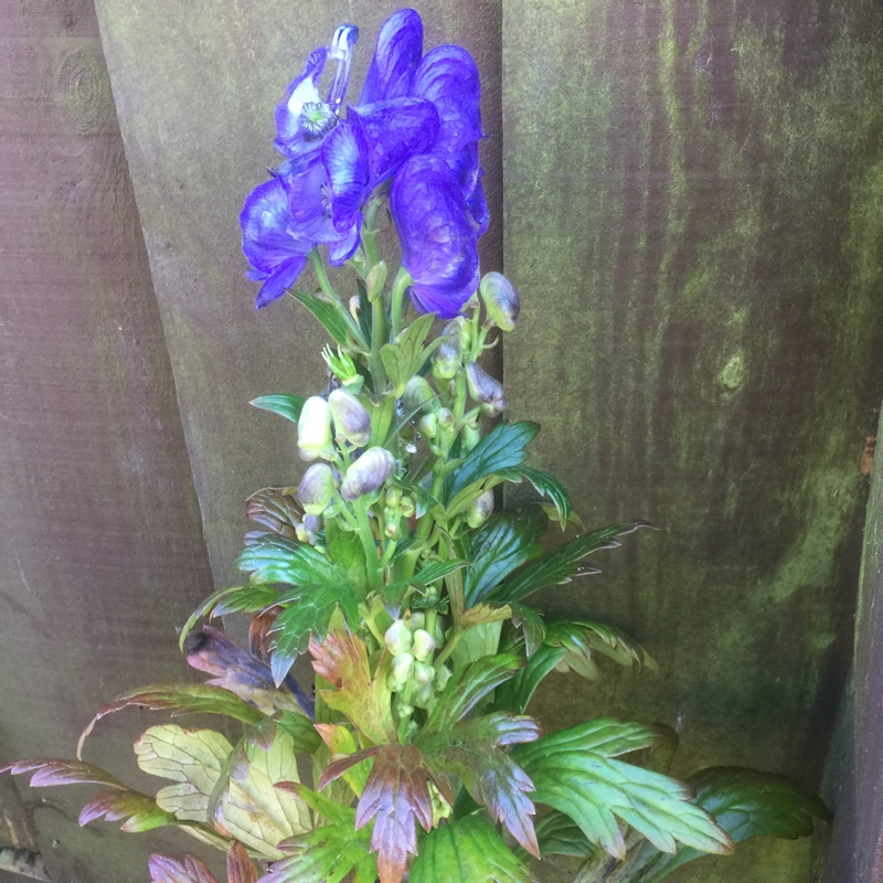 Plant image Aconitum x cammarum 'Bicolor'