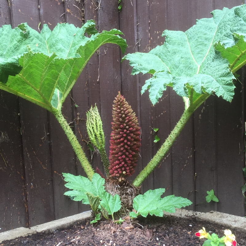 Gunnera manicata