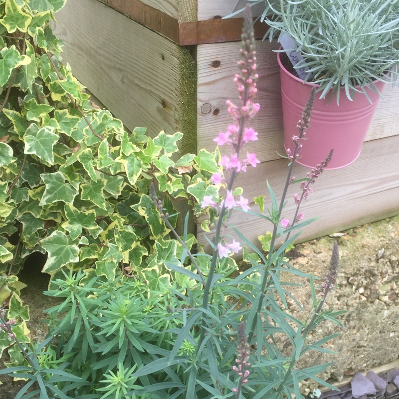 Plant image Linaria purpurea 'Canon Went'