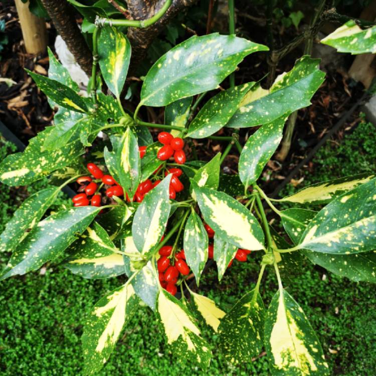 Plant image Aucuba japonica Variegata