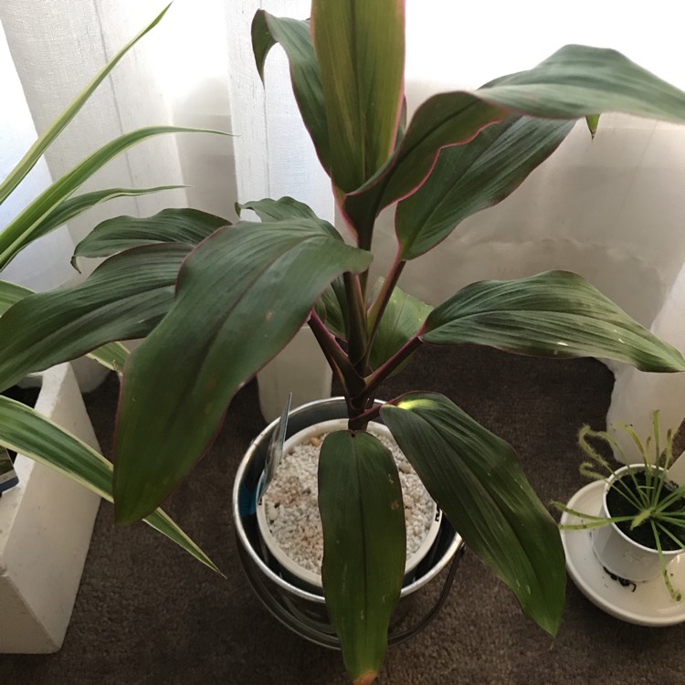 Plant image Cordyline 'Pink Joy' syn. Cordyline brasiliensis 'Pink Joy'