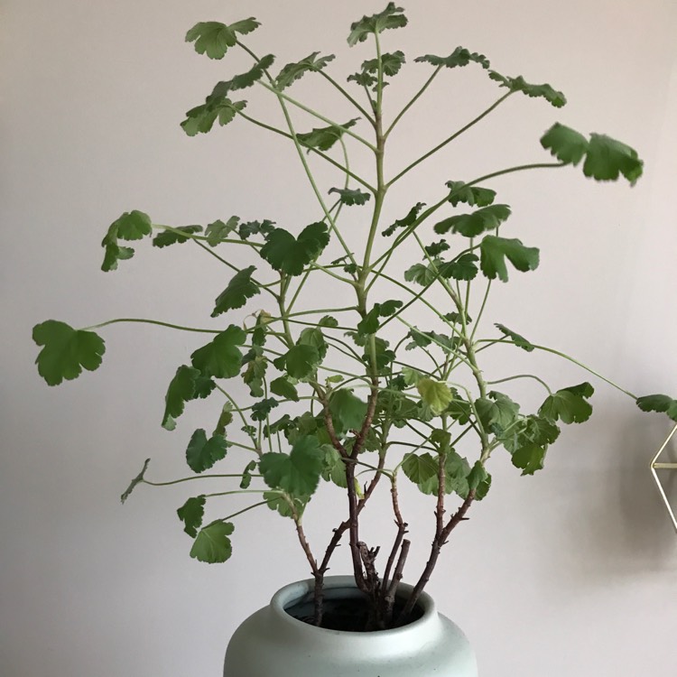 Plant image Pelargonium tomentosum