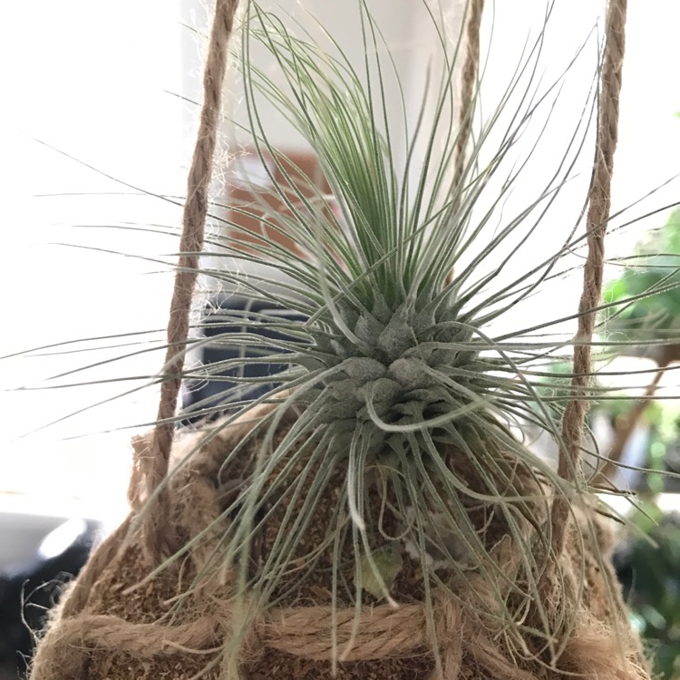 Plant image Tillandsia fuchsii f. gracilis