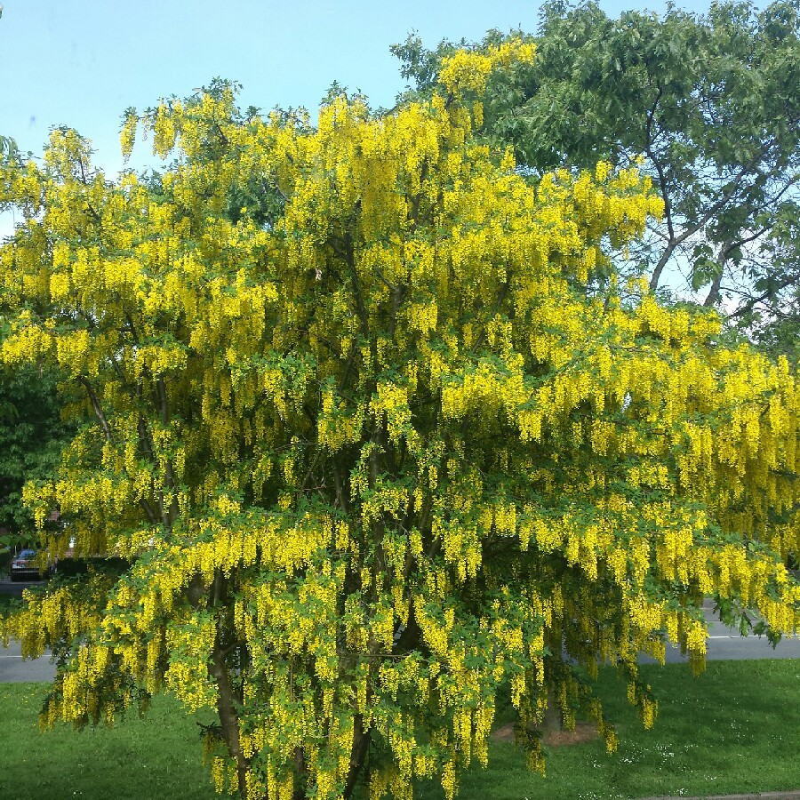 Laburnum