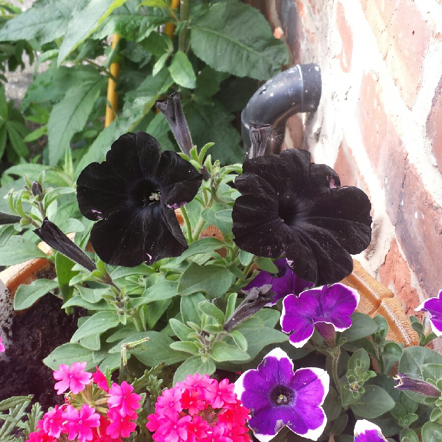 Petunia 'Black Velvet'