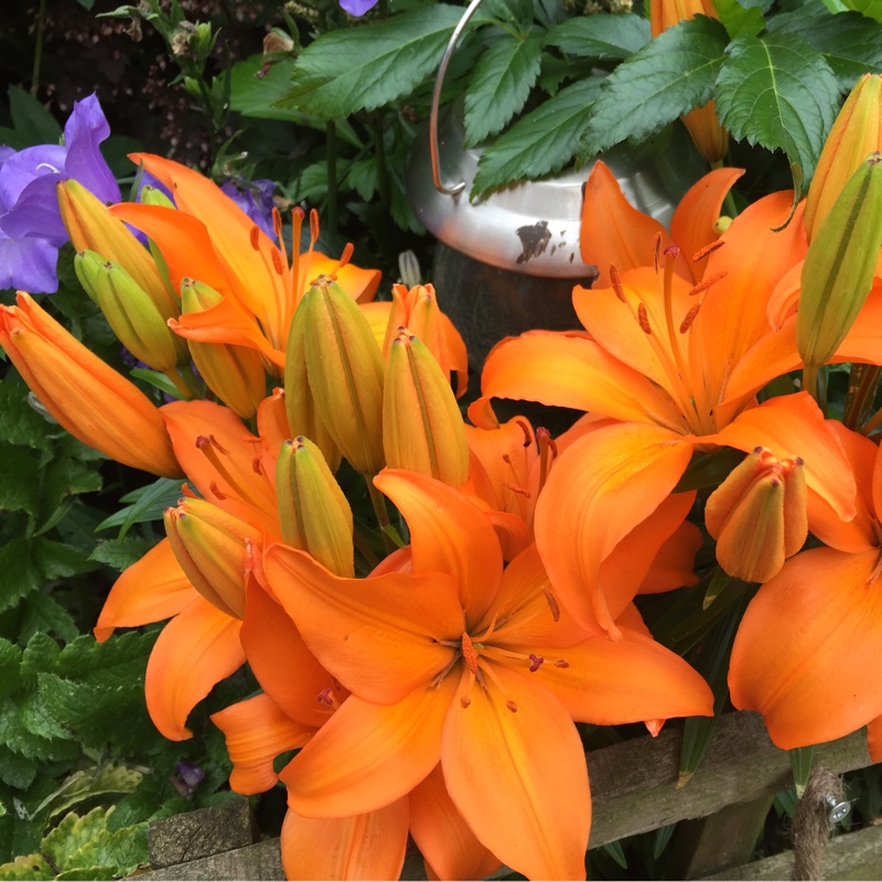 Plant image Tulipa 'Monte Orange'