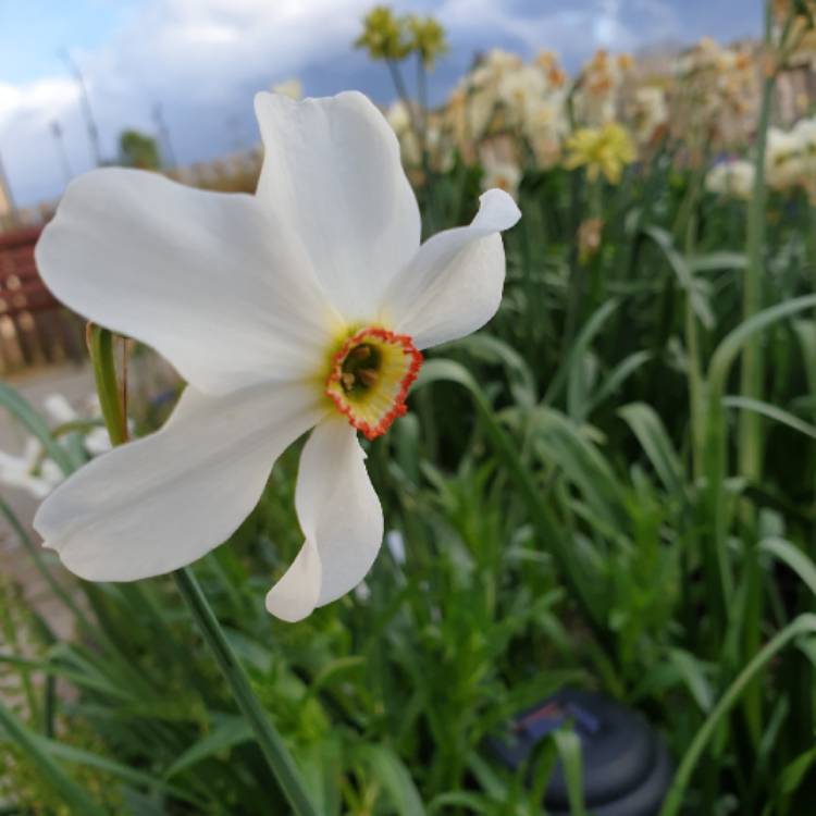 Plant image Narcissus 'Ornatus Maximus' syn. Narcissus 'White Fairy'