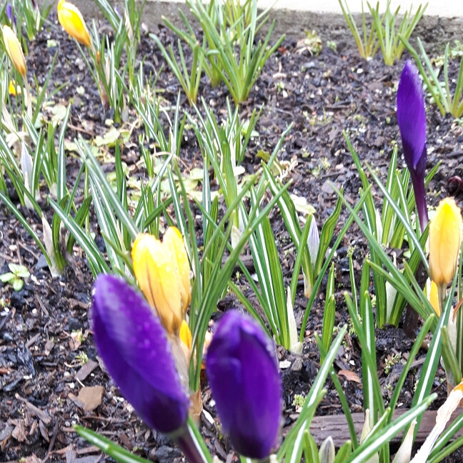 Plant image Crocus chrysanthus 'Dorothy'