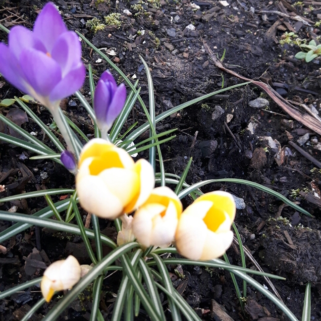 Plant image Crocus sieberi 'Bowles's White' syn. Crocus sieberi 'Albus'