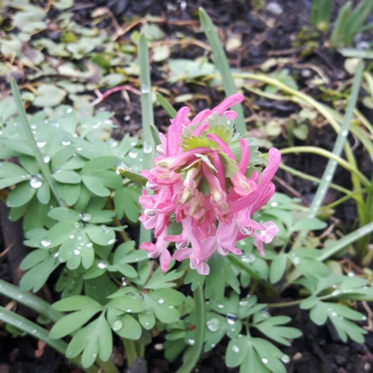 Plant image Corydalis solida 'G.P. Baker' syn. C. solida f. transsylvanica 'George Baker'