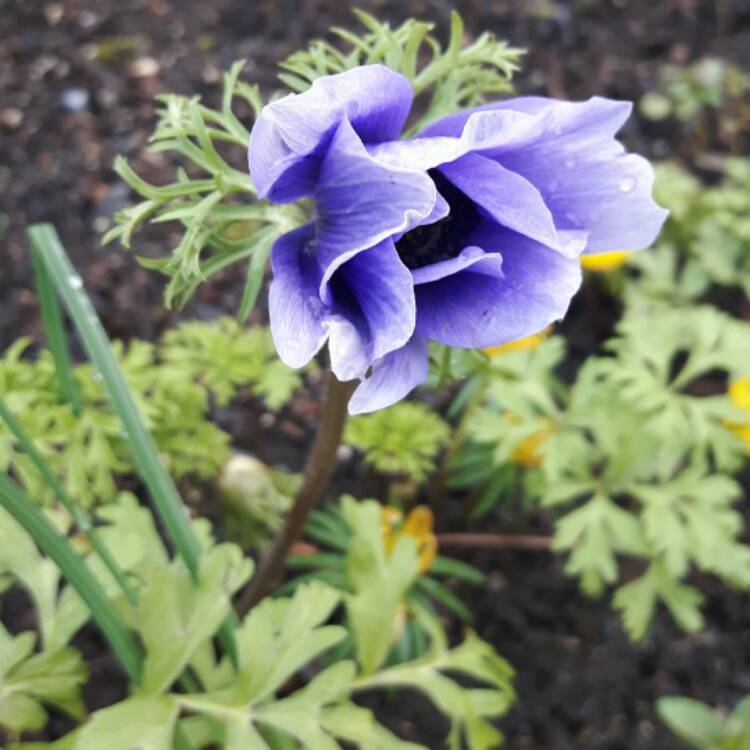 Plant image Anemone coronaria De Caen Blue