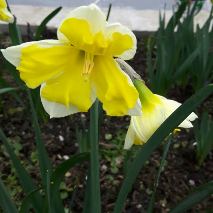 Plant image Narcissus 'Slim Whitman'