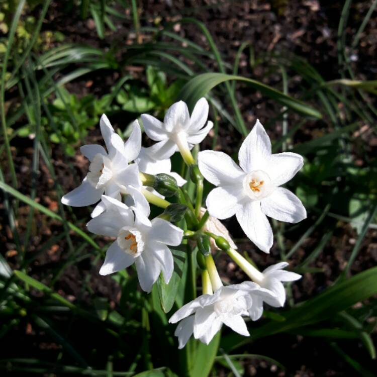 Plant image Narcissus papyraceus 'Galilee' syn. Narcissus 'Galil', Narcissus 'Galille'