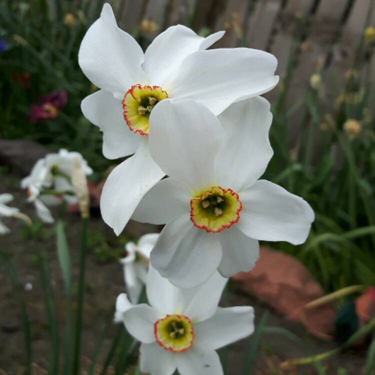 Plant image Narcissus 'Horace'