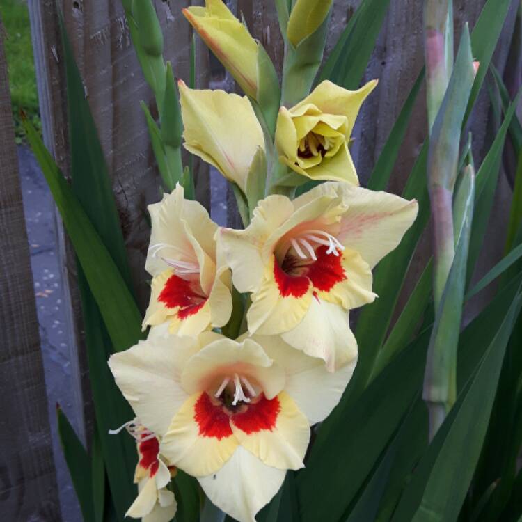 Plant image Gladiolus 'Bocelli'