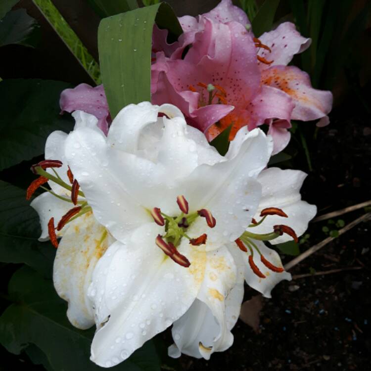 Plant image Lilium 'Sparkling Joy'