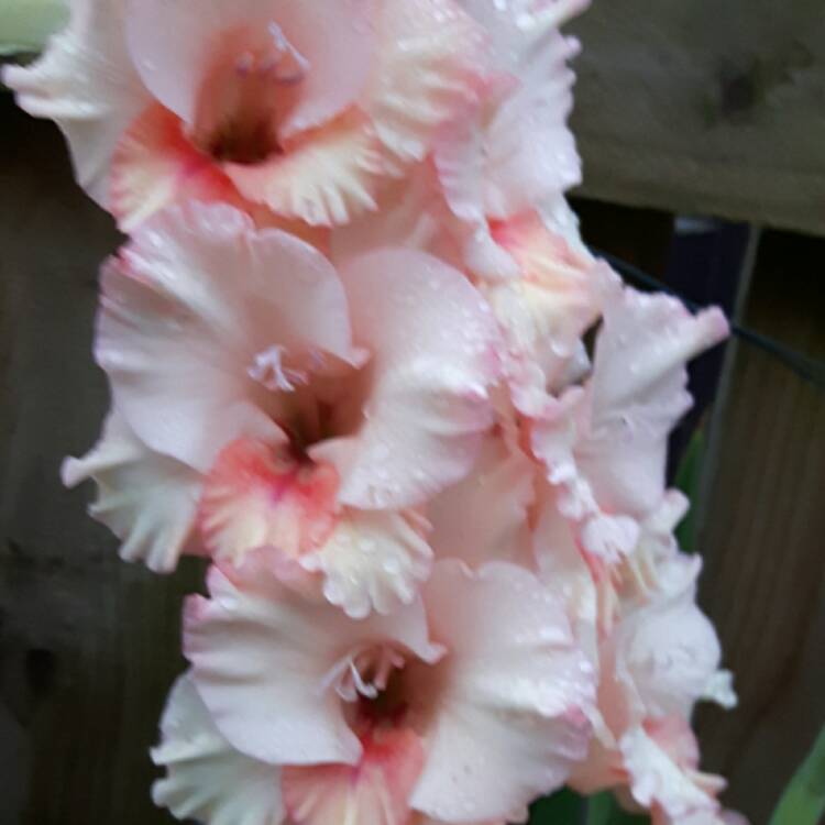 Plant image Gladiolus delenii 'Bolivian Peach'