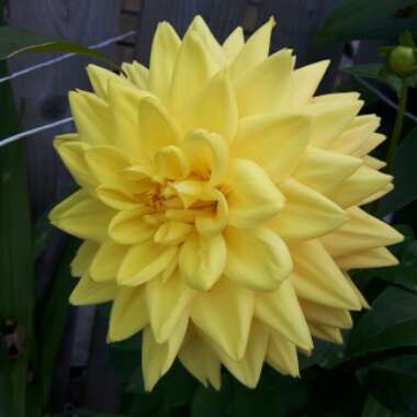 Dahlia 'Dahlietta Julia' (Bedding)