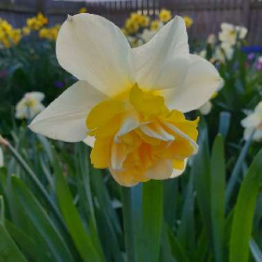 Daffodil 'Orange Phoenix' (Double)