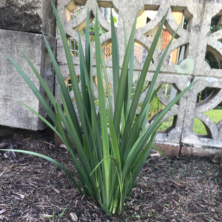 Plant image Dietes