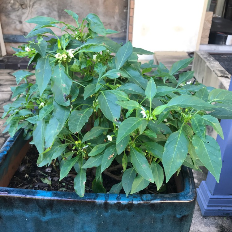 Plant image Capsicum Annuum 'Birds Eye'