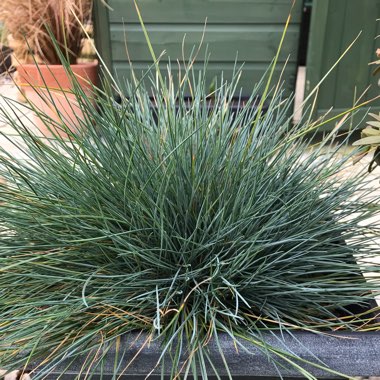 Festuca glauca 'Intense Blue'