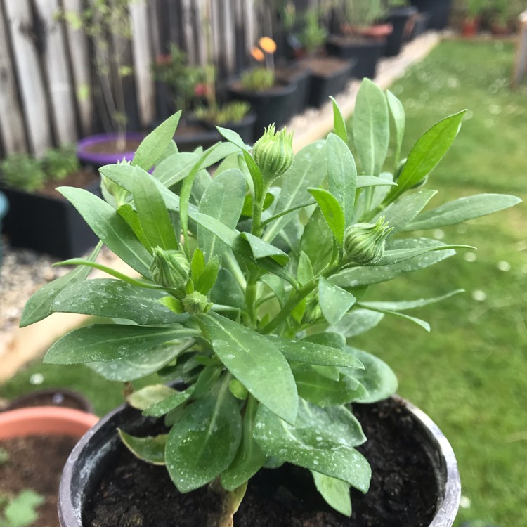 Plant image Osteospermum 'Astra Yellow' (Astra Series)