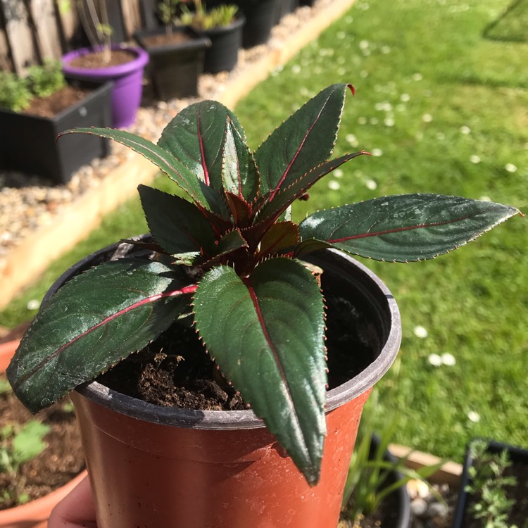 Plant image Impatiens hawkerii