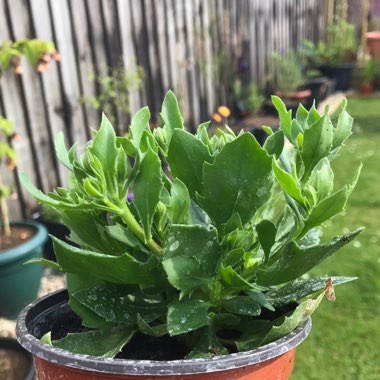 Osteospermum ‘Astra Purple Improved'